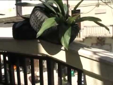 ONDA TG 4.08.2012 - ROMANTICA FIORI A BUGNARA