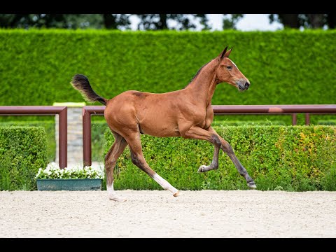Easy Living V&V Z (Emerald van 't Ruytershof X Heartbreaker) - colt - born 28-05-2022 - ET