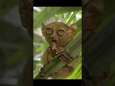 Sleepy Lemur Lets Out the Cutest Yawn 🥺😴