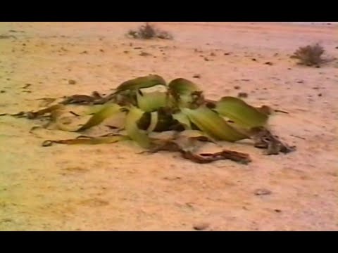 1993 NAMIBIAS SÜDEN TEIL 2 #1