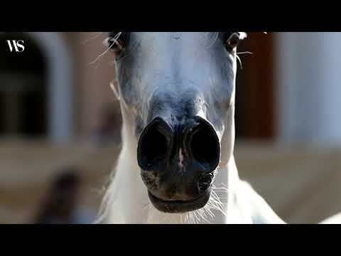 مزيونة الوادي بنت منتصر الريان مربط الوادي