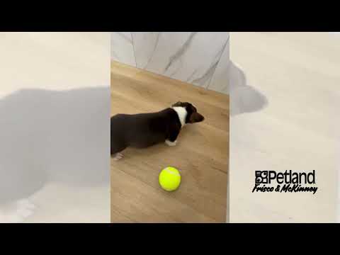Pembroke Welsh Corgi - 40073 video preview