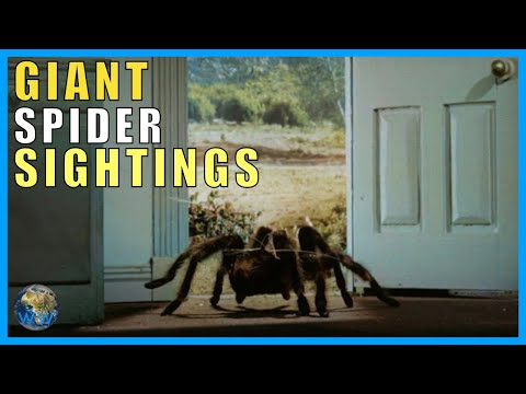 Giant Spider Sightings feat. Truth is Scarier than Fiction