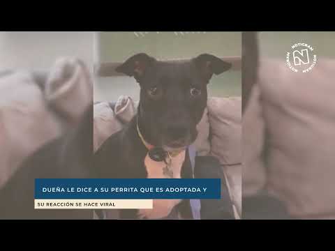 Dueña le dice a su perrita que es adoptada y su reacción se hace viral