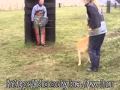 Labrador protection, schutzhund, IPO training Bozso ...