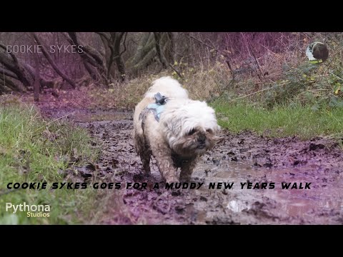 Cookie Sykes Goes for a Muddy New Years Walk