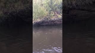 preview picture of video 'Edisto river fishing nice bass'