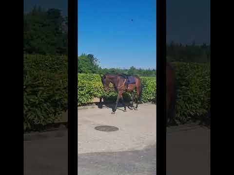 5YO Thoroughbred Mare or Sport Horse Mare - Image 2