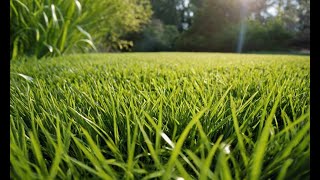 Revitalize Your Lawn: The Ultimate Grass Care Guide