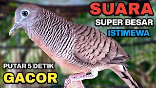 Download lagu Perkutut Lokal Gacor Suara Kung Besar Pancingan Burung Perkutut Agar Bunyi. mp3