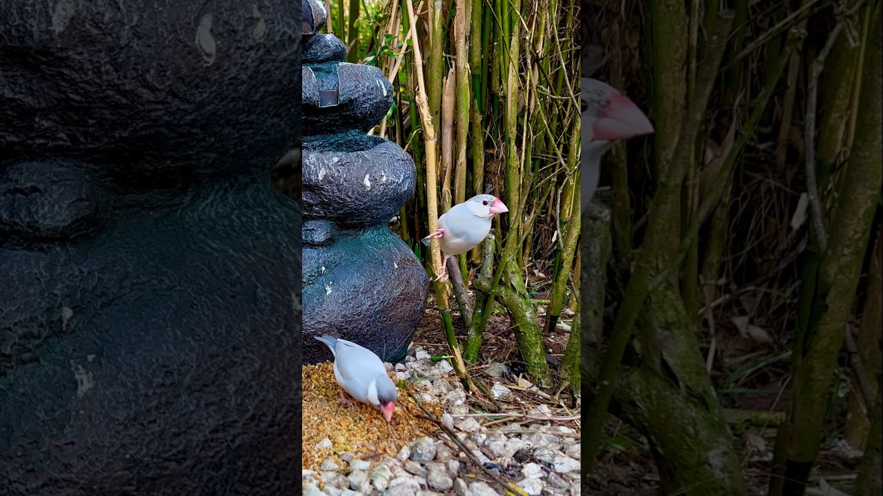 Java Sparrow Silver | Aviary Birds #bird #birds