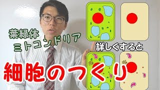 【中学理科】2-1 細胞のつくり～基礎から発展まで～【中２理科】