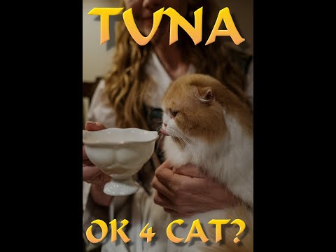 Should I Feed My Cat Tuna? #Shorts