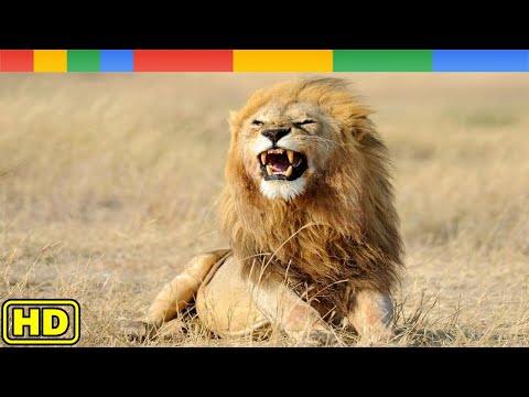 Lion Documentary - The Misfit Comes of Age - Nat Geo Wild Documentary HD