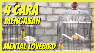 4 cara mengasah mental lovebird