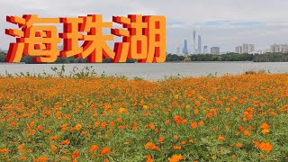 花开成海，金色浪潮｜海珠湖——花畔塔影｜2025年10月23日｜广东日常实拍