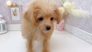 ハーフ犬の動画02