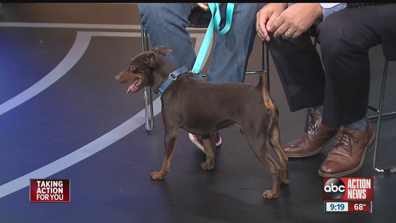 Pet of the week: Bo is a Miniature Pinscher seeking a new family to call his own