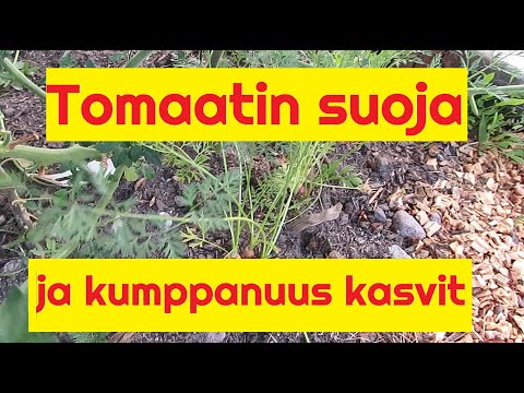 , title : 'Tomaattien suoja ja kumppanuus kasvit - Yrttimäki Permakulttuuri'