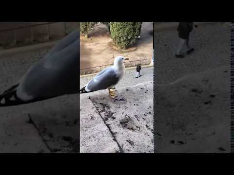 I have a joke: this is the story of two seagulls ...  #Bivalium Minix Animals  Humor OO