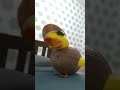 I M A Coconut Babyduck Coconut Viral