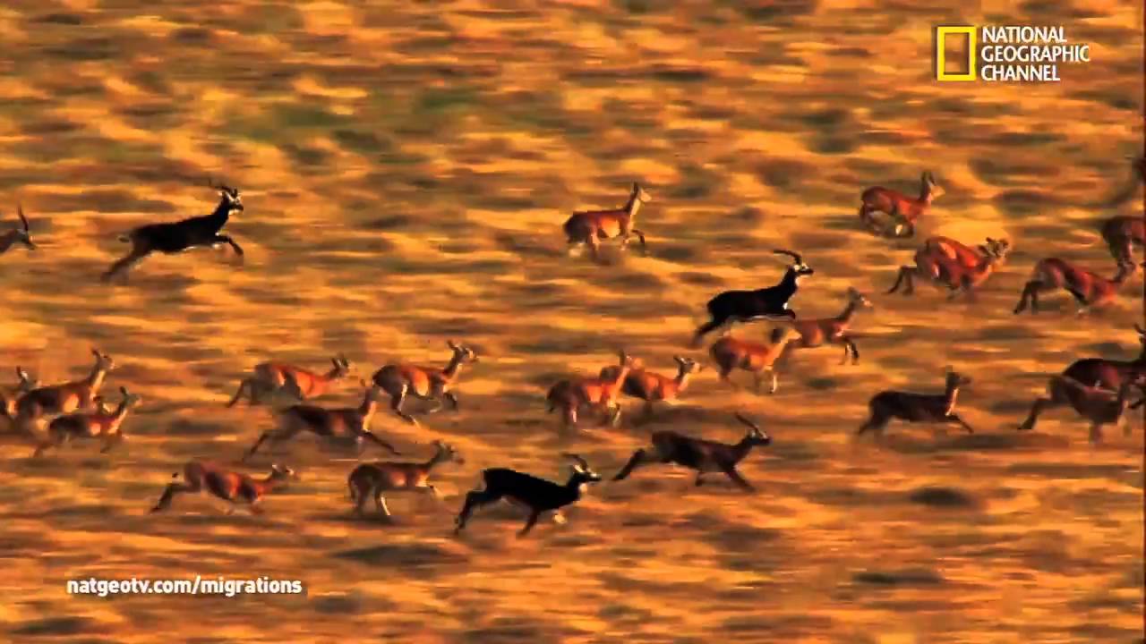 Official Trailer | Great Migrations | National Geographic Wild UK