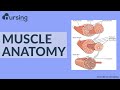 NO CONFUSING FLUFF - what you need to know about Muscle Anatomy (Nursing School Lessons)