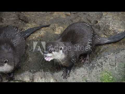 カワウソの自然ドキュメンタリー
