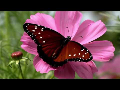 lagu anak populer#kupu kupu yang lucu#kemana engkau terbang#pakai liryc lagu