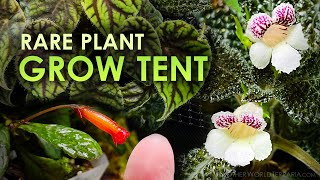 How I Transformed a Grow Tent into a Rare Plant Oasis!