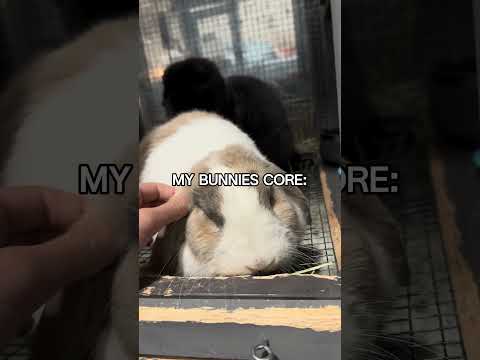 Bmny:3// #capcut #bunnies