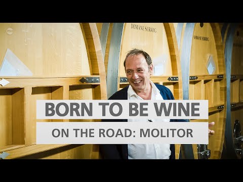 BORN TO BE WINE on the road – Zu Besuch auf Weingut Markus Molitor