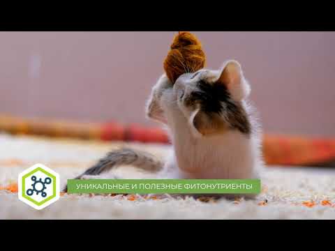 Миниатюра изображения товара Сухой корм для кошек Alleva Холистик с курицей и уткой для котят / P0021 (0.4кг)