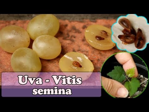 , title : 'Come SEMINARE i semi dell'UVA raccolti dal frutto - Vitis vinifera'