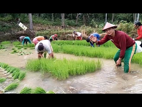 Pagbunot Ng punla Palay sa area # 1