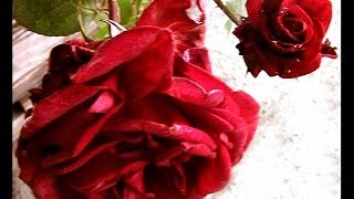 Barbra Streisand ♥ The Way We Were ♥ Five Years Missing You Mom