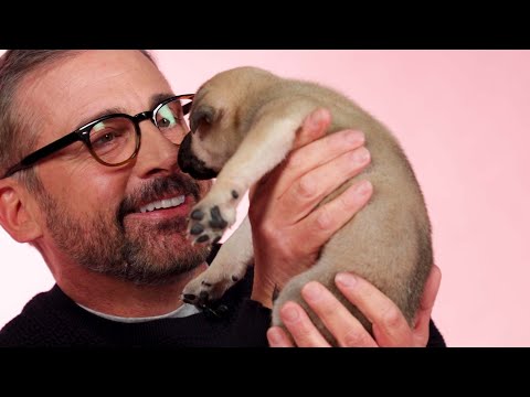 Steve Carell Plays With Puppies While Answering Fan Questions