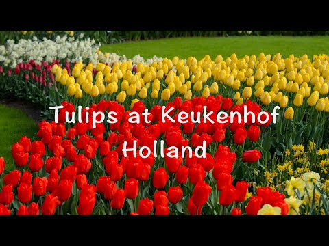 Beautiful Tulips at Keukenhof Garden (2025)