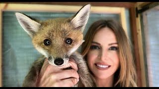SO YOU WANT A WILD PET FOX? - Should you tame a Red Fox puppy?