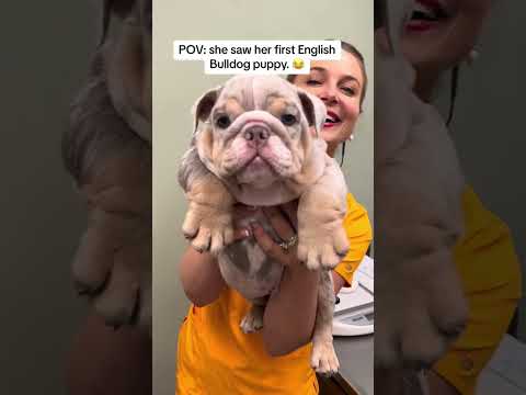 The New American Made Knife THAT GETS WORK DONE!|TRM Bulldog