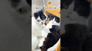 it's a cat.猫だらけ。女王猫のやらかし。#cat #ねこのいる生活 #多頭飼い #ハチワレ