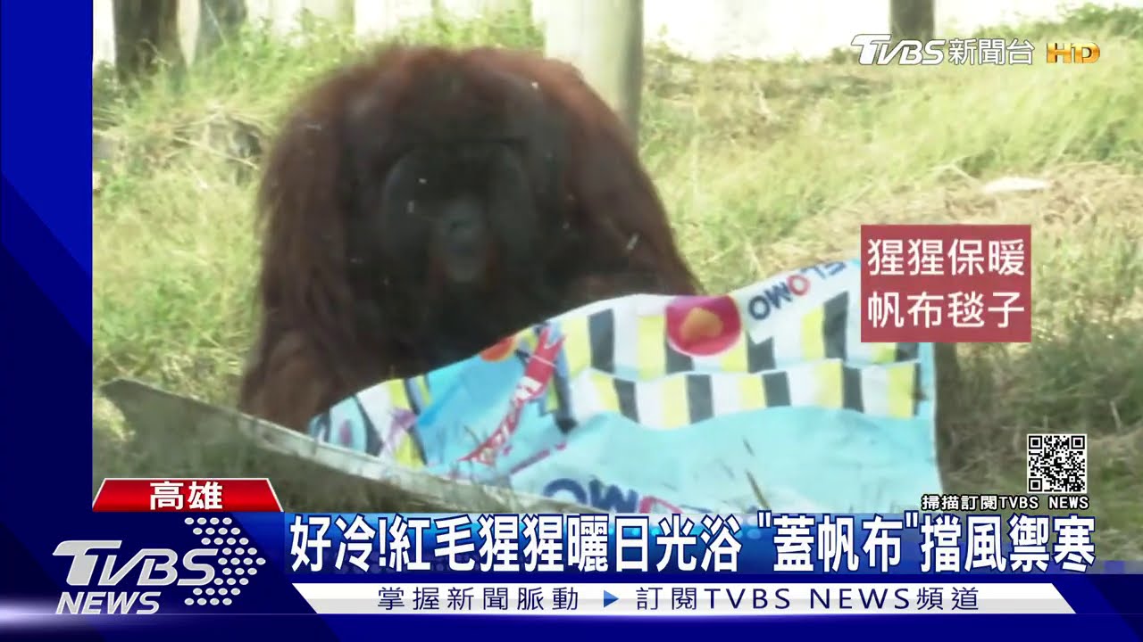 寒流到!猩猩「罩帆布」禦寒 陸龜取暖曬保溫燈