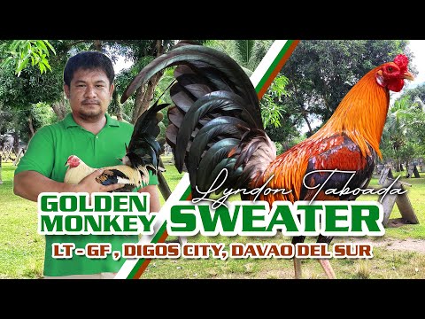 FARM VISIT: GOLDEN MONKEY SWEATER - Mr. Lyndon Taboada of LT Farm