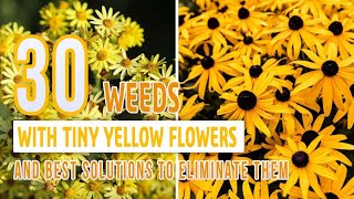 30 Weeds With Tiny Yellow Flowers And Best Solutions To Eliminate Them