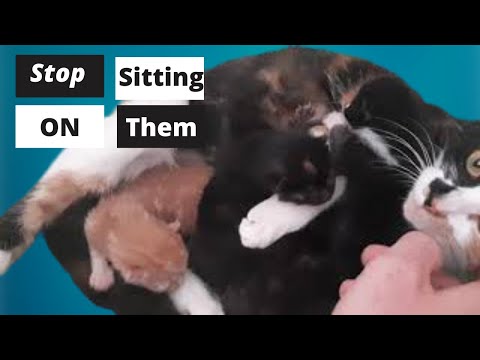 Mom Cat Keeps Sitting on Her Newborn Baby Kittens!