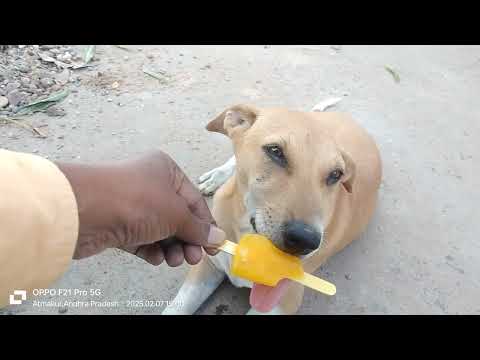 Summer Special... ICE DOG