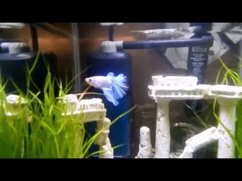 My Betta Fish Tanks