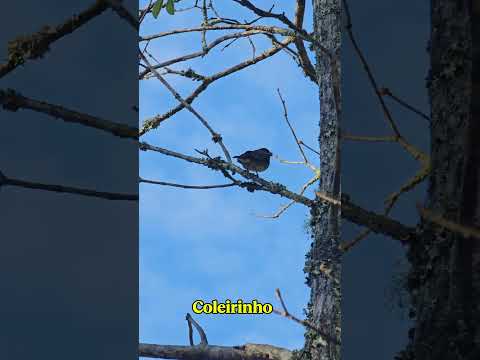 Coleirinho em Marechal Floriano ES