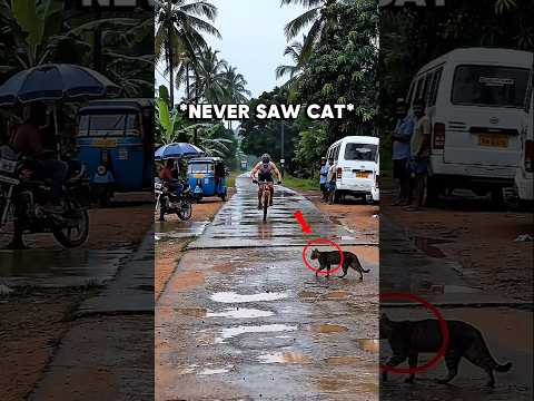 Poor Cat Crossing The Road 🥹❤️‍🩹 #cat #emotional #kindness #sad