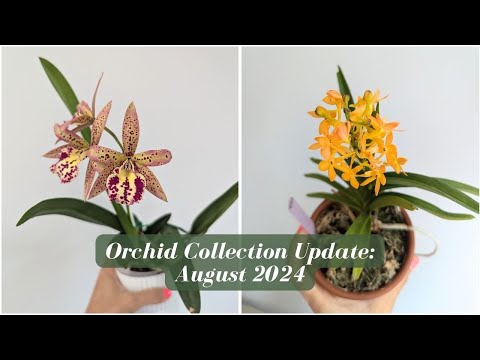 August 2024 Orchid & Hoya Collection Bloom Update | Richard Mueller Hybrids are Blooomin' 💮🌸